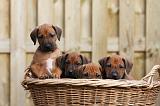 RODESIAN RIDGEBACK 217